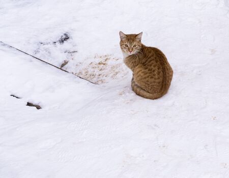 Orange homeless cat sitting on snow at entrance to his underground hideout. Copy spaceの写真素材