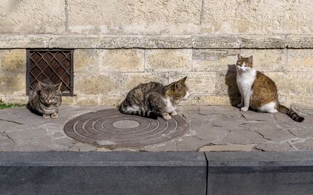 Three homeless cats sit on sidewalk near sandstone wall. Summer sunny day