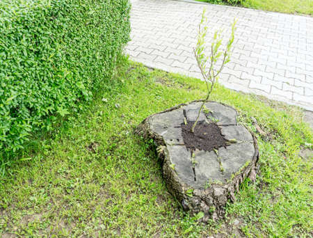 Young plant grows from old stump tree trunk