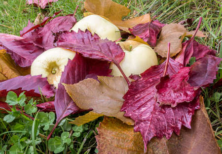 Ripe apples and wet red fallen leaves are lying on green grass. Harvesting in orchard. Small depth...