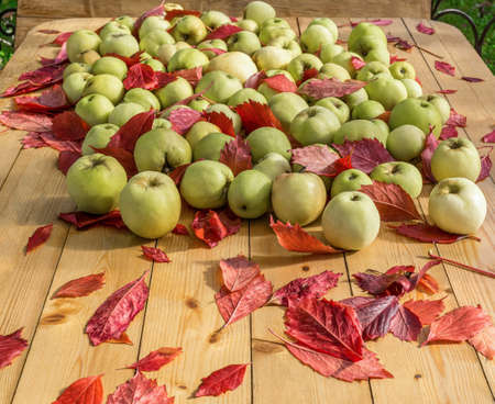 Ripe apples and red fallen leaves are lying on wooden table. Harvesting in orchard