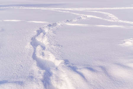 Paths of human footprints in deep fluffy white snow. Winter background, textureの写真素材