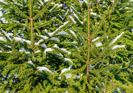 Branches of spruce covered with snow. Winter Christmas background. Full frameの写真素材