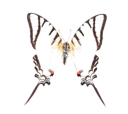 Black and white butterfly isolated on a white backgroundの写真素材