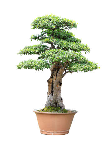 Plum tree bonsai isolated on white backgroundの写真素材