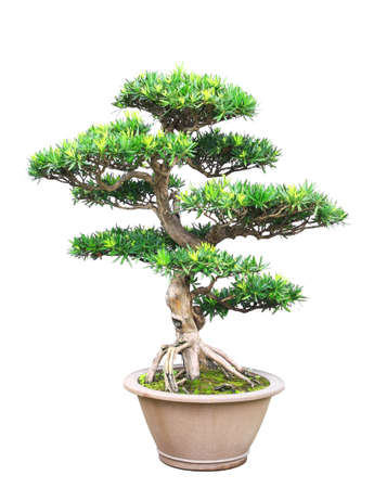 Tree bonsai isolated on white backgroundの写真素材