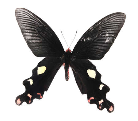 Black and white  butterfly isolated on a white backgroundの写真素材