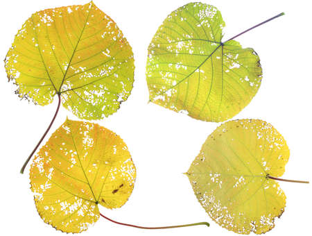 collection beautiful colorful autumn leaves isolated on white background の写真素材