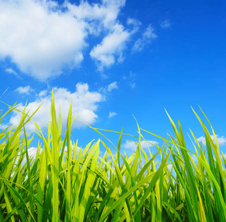 green grass,development environmental protection concept の写真素材