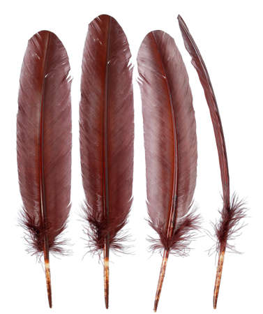 Different angles of the goose feathers collection,Isolated on the white backgroundの写真素材