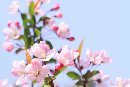 pink begonia with bright skyの写真素材