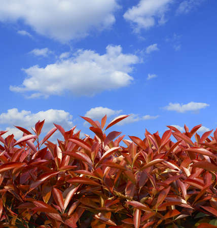 Red fresh leaves background spring growth in cloud skyline 