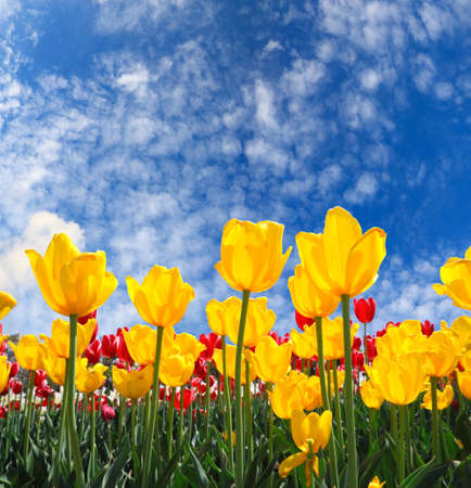 Yellow tulips bloom in the spring sun

の写真素材