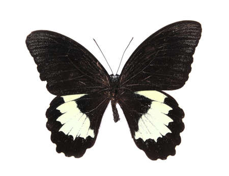 Black and white  butterfly isolated on a white backgroundの写真素材