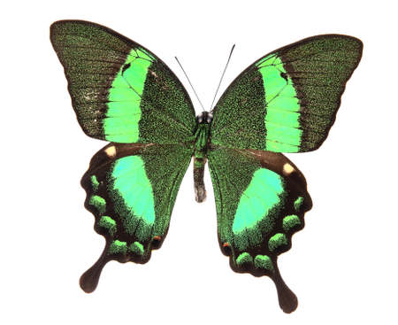 Green  butterfly on a lonely and isolated  white backgroundの写真素材
