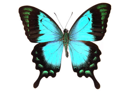 Blue and black butterfly on a lonely and isolated  white backgroundの写真素材