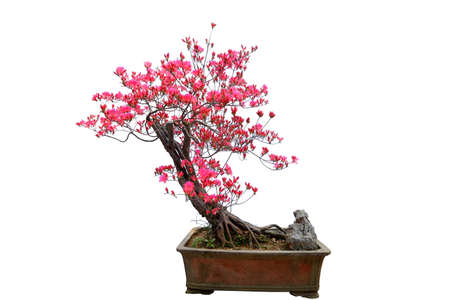 Red azalea bonsai isolated on white backgroundの写真素材
