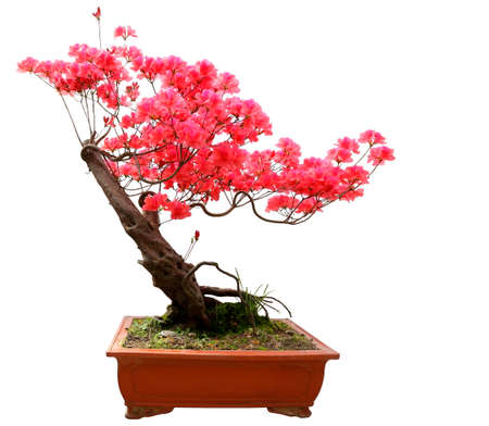 Red azalea bonsai isolated on white backgroundの写真素材