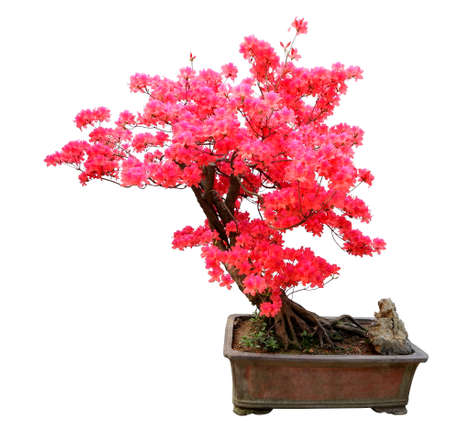Red azalea bonsai isolated on white backgroundの写真素材