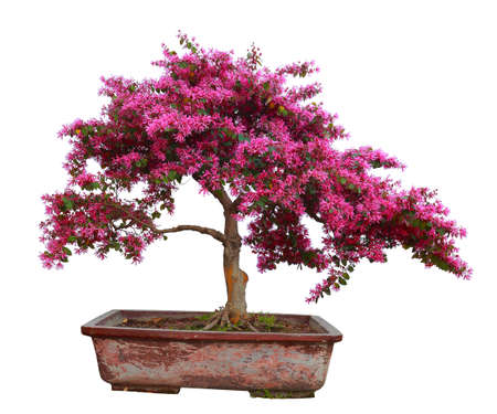 Red camwood bonsai isolated on white backgroundの写真素材
