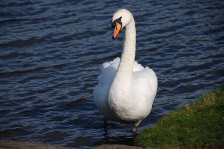 Swan in Lochの写真素材