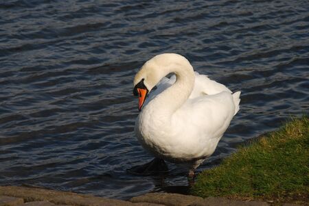 Swan in Waterの写真素材