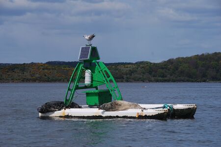 Seals on Buoy