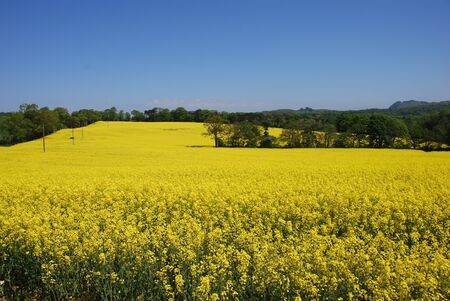 Fields of Rape Seedの写真素材