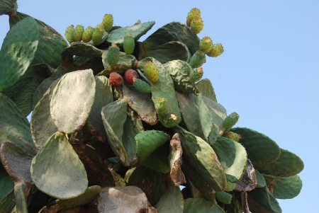 Prickly Pearの写真素材