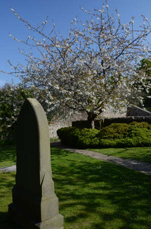 Headstone and Blossomの写真素材