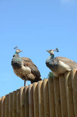 Peacocksの写真素材