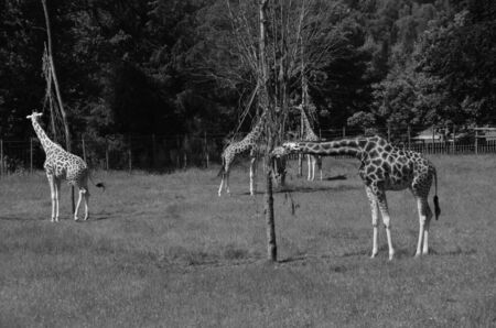 Group of Giraffeの写真素材