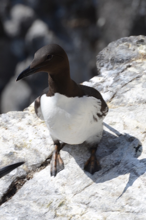 Guillemot on Rockの写真素材