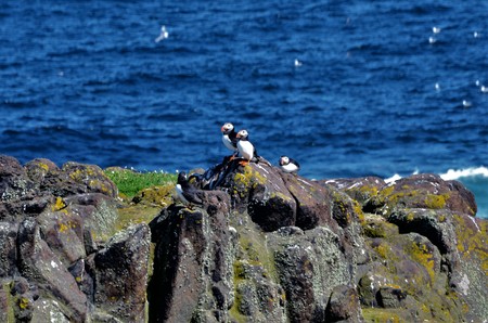 Puffins on Rocksの写真素材