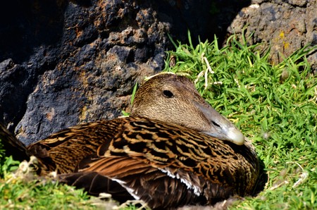 Eider Duckの写真素材