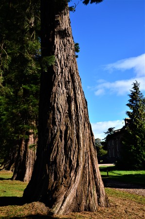 A view along an avenue of tall conifer trees toward the House of Dun