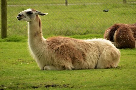 A view of a Llama grazing on a pasture in a wildlife park enclosure.の写真素材