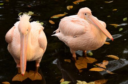 A view of a group of great white Pelicans in a pond in an animal park enclosure.の写真素材