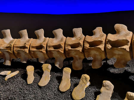 A view of a section of a genuine restored blue whale skeletonの写真素材