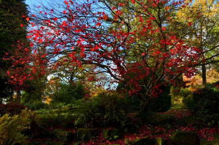 Autumn colours among the Japanese Maple trees of Pittencrieff Park in Dunfermline, Scotland.の写真素材