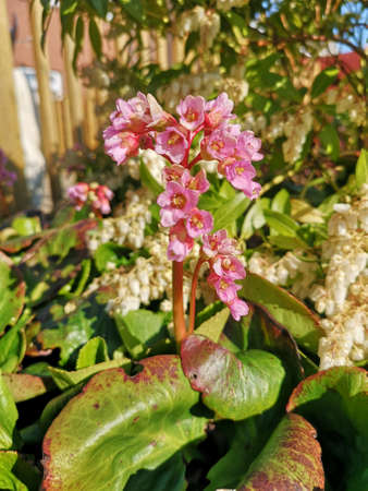 A springtime view of a pink Bergenia flowering plant in bloom in a garden flower bed.の写真素材