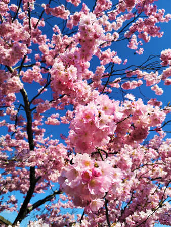 A view of the pink flowers in bloom on a pretty cherry blossom tree in springtime in Scotland.の写真素材