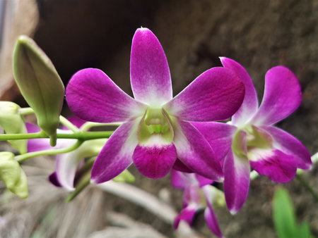 A view of a colourful Orchid flowering plant in a tropical indoor environment in Gran Canariaの写真素材