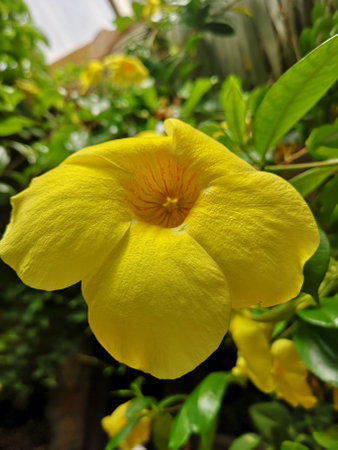 A view of a colourful Orchid flowering plant in a tropical indoor environment in Gran Canaria