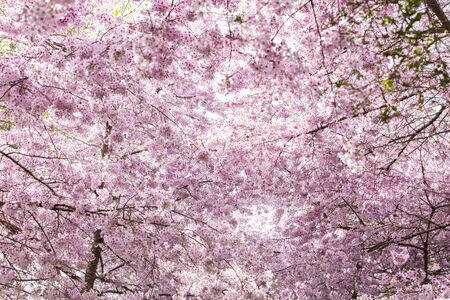 Cherry blossomsの写真素材