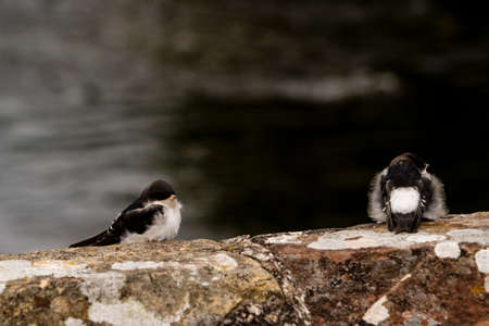 Two fledgling sand martins on the wall of a bridgeの写真素材