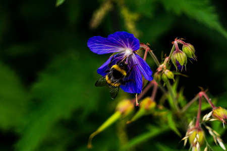 A bumblebee gathering pollen from a blue wild flower