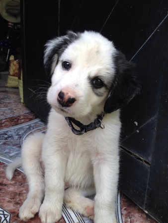 A puppy 