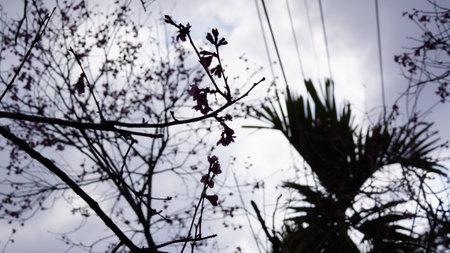 Branch of cherry blossom tree against cloudy sky. Selective focus.の写真素材