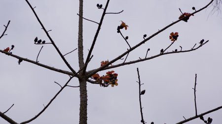 Branch of a tree with autumn leaves on a cloudy day.の写真素材